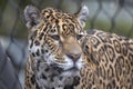 Headshot of a jaguar predetor