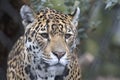 Jaguar headshot in the zoo