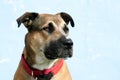 Headshot of large mixed breed dog looks right Royalty Free Stock Photo