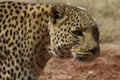 Headshot of Leopard with long whiskers Royalty Free Stock Photo