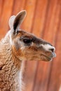 Headshot of a Light Brown Llama