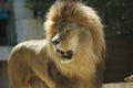 Headshot of Male Lion (Panthera leo)