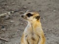 Profile of a Meerkat