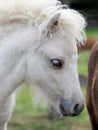 Shetland Foal