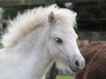 Shetland Foal