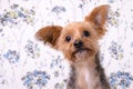 A cute yorkshire terrier headshot