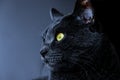 Headshot of mystical black cat with yellow eyes, cat profile with mindbending look, colored background