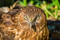 Headshot of a native bird of prey sitting on our lawn Royalty Free Stock Photo