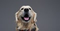 Headshot of a obedient funny dog in studio with gray background