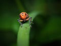 Headshot Of An Orange Sharpshooter Leafhopper