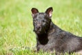 Headshot of Patterdale terrier