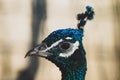 Headshot of a peacock Royalty Free Stock Photo