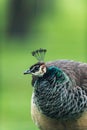 Headshot of peacock in meadow. Side view. Royalty Free Stock Photo