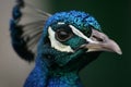 Headshot Of A Peacock/Peafowl Royalty Free Stock Photo