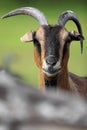 Single African Pygmy goat in zoological garden