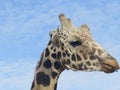 Headshot profile of a reticulated giraffe with its tongue sticking out slightly on a clear day Royalty Free Stock Photo