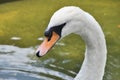 Headshot Profile of a Swan Swimming in a Pond Royalty Free Stock Photo