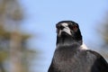 Headshot profile and upper body closeup Australian magpie bird