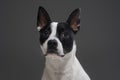 Headshot of purebred boston terrier dog against gray background Royalty Free Stock Photo