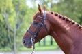 Headshot of a purebred horse against natural background at rural ranch on horse show summertime outddors Royalty Free Stock Photo