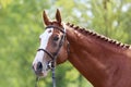 Headshot of a purebred horse against natural background at rural ranch on horse show summertime outddors Royalty Free Stock Photo