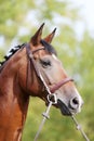 Headshot of a purebred horse against natural background at rural ranch on horse show summertime outddors Royalty Free Stock Photo