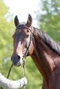 Headshot of a purebred horse against natural background at rural ranch on horse show summertime outddors Royalty Free Stock Photo