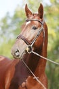 Headshot of a purebred horse against natural background at rural ranch on horse show summertime outddors Royalty Free Stock Photo