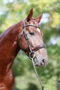 Headshot of a purebred horse against natural background at rural ranch on horse show summertime outddors Royalty Free Stock Photo