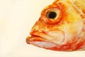 Headshot of redfish Royalty Free Stock Photo