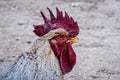 Headshot of a Rooster with piercing eyes Royalty Free Stock Photo