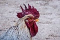 Headshot of a Rooster with piercing eyes