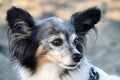 Headshot of a senior papillon male dog  sitting at a beach Royalty Free Stock Photo