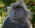 Headshot of silvered leaf monkey Royalty Free Stock Photo