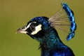 Headshot of a single adult male Indian Peafowl bird in a city park Warsaw, Poland