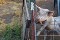 Headshot of single dirty young domestic pink pig standing on hind legs looking over wire pen