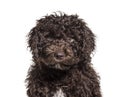 Headshot of a Spanish Water Dog, isolated