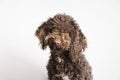 Headshot of a Spanish Water Dog, isolated on a white background