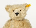 Headshot of a Steiff teddy bear