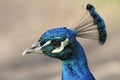 A headshot of a stunning male Peacock Pavo cristatus.