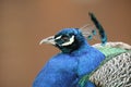 A headshot of a stunning male Peacock Pavo cristatus.