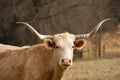 Headshot of a Texas Longhorn Royalty Free Stock Photo