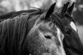 Headshot of two beautiful horses in the ranch Royalty Free Stock Photo