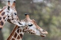 Headshot of two giraffe Giraffa camelopardalis tippelskirchii