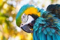 Headshot of a vibrant colored, blue green and gold Macaw Parrot Royalty Free Stock Photo