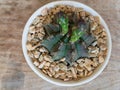 Headshot view of a Gymnocalycium cactus with flowering buds with brown wooden background