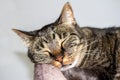 Headshot view of a sleeping gray striped tabby cat