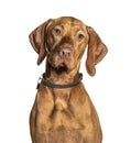 Headshot of a Vizla dog, isolated Royalty Free Stock Photo