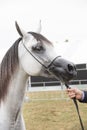 Prague Intercup - International Arabian Horse Show 2017