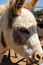 Headshot of white and brown mini pony horse in sunlight Royalty Free Stock Photo